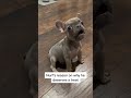 Nurf can protest #frenchie #frenchbulldog #nurf #talkingdog #ochary