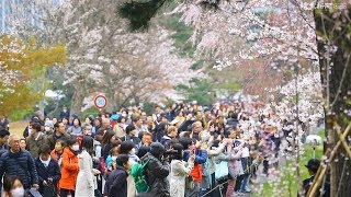 平成の桜　過ぎゆく春…皇居・乾通り