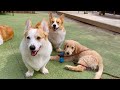 8코기네를 점령해버린 아기 리트리버 ㅣ A baby retriever who occupied 8 corgi house