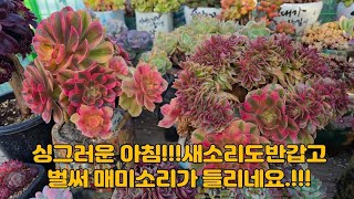 5월3안 ㅡ정원다육ㅡ 5월이벵의 마지막날!!! 약간의 설레임!!!  천천히 돌아보세요.  정원댁010.7370.2040