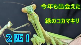 今年も出会えた！緑のコカマキリ　２匹：finding green color of Statilia maculata