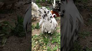 にわとりの羽の量は、大きさで決まる？Is the amount of feathers in a rooster due to its size?