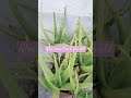 Aloe vera tree #shortvideo #ytshorts #aloevera #aloeveraforever #tree