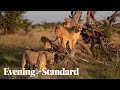 Africa Travel: What to expect from a safari in Botswana