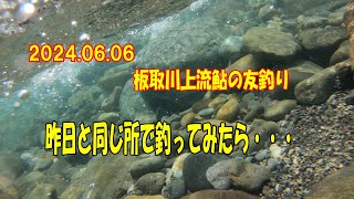 2024.6.6板取川上流鮎の友釣り　昨日と同じ所で釣ってみたら…