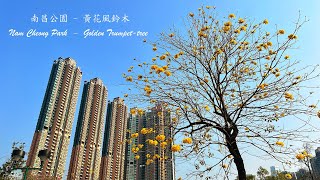 # 香港好去處 # 南昌公園 # 黃花風鈴木 # Hot Spot in Hong Kong # Nam Cheong Park # Golden Trumpet tree