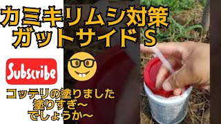 ガットサイドS  イチジク　無花果　いちじく🤭育成中🎵