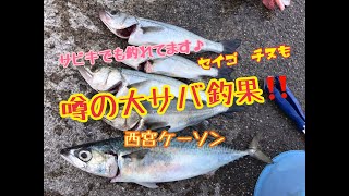 西宮ケーソン 大サバが好調！！fishingmax　武庫川