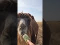 #camel #sigma #trending #edit #thanksforwatching #boys