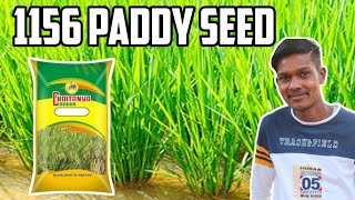 1156 paddy seed| mtu 1156 paddy veriety| 1156 dhan| 1156 dhan ki kimat| 1156 ki paidavar|