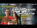 cara ternak burung wambi/ hwamei dikandang sederhana,panen lagi part.1