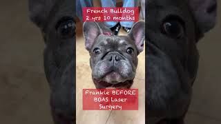 Frankie the Frenchie Before \u0026 After BOAS Laser Surgery