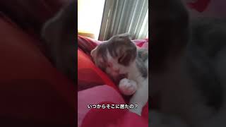 昼寝から目覚めたら…#shorts #スコティッシュフォールド#ねこ動画