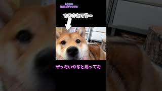 【柴犬】嫌な予感　#shorts