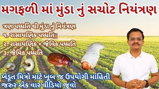 મગફળીમાં મુંડા નું નિયંત્રણ | મુંડા ની દવા | મુંડા નું સચોટ નિયંત્રણ | મગફળીમાં મુંડા | Whitegrub