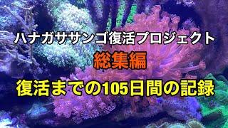 ハナガササンゴ復活プロジェクト総集編