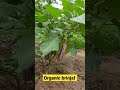 organic brinjal growing😊 gardening shorts vegetables