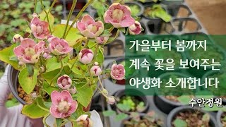 분홍#물매화 이단피기복색#용담 #고산진달래#이와우찌와 가을부터 봄까지 꽃을 쭈~욱 보실 수 있어요(수안정원)