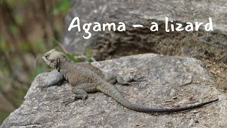 Unveiling the Fascinating World of Agama Lizards: Colors, Behavior, and Care