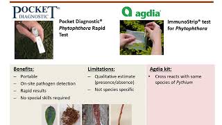 Phytophthora test kits