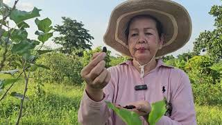 How to make mulberry yield good fruits