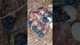 Breeding the Gouldian Finch | Adult Birds and Chicks #birds #bird #nature