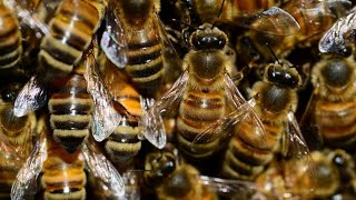 நல்ல பாம்பை விட விஷமா😳||unknown facts about honey bee