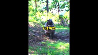 憤怒的大公羊猛烈撞擊表達內心的強烈不滿#野生動物零距離 #解說版動物世界