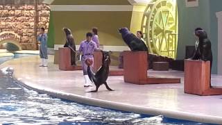 海獅表演，長隆海洋王國，橫琴。Sea Lion show,Chimelong Ocean Kingdom,Hengqin.