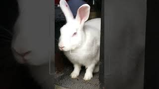 ফুল গাছ করলে এই এক জ্বালা 🤦#rabbit #funny#animal #funnyvideo#pet #shorts #shortsvideo #subscribe