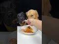 this plastic fork doesn t seem to work very well. golden and labrador. cute pet debut plan