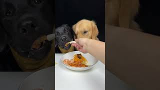 This Plastic Fork Doesn't Seem To Work Very Well. Golden and Labrador. Cute Pet Debut Plan