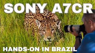 Sony a7cR - Hands On Review From Brazil Safari - Best Travel Camera, Here's Why
