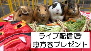 【ライブ配信】ロバ🫏キリン🦒モルモットに特製恵方巻のプレゼント🥬🥕