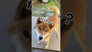 ’24.12.9 力丸のバタバタ… #柴犬 #柴犬のいる暮らし #柴犬の日常 #お散歩 #力丸