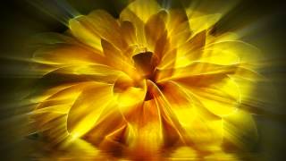 Dance 1 Yellow Dalia background 2009