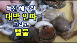 독산 해루질 뻘물과 많은 인파에 낙지 소라 해삼 주꾸미 골뱅이 골고루 잡았네요 [태영TV]