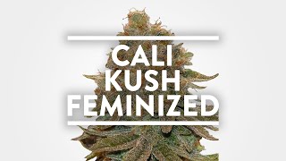 Cali Kush Feminized Strain Information | MSNL