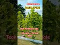 teak farmland sale 7418597922 coimbatore teakwood farmland farmland uk nri nriindians reels home