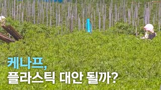 [뉴스데스크] 케나프, 빨리 썩는 플라스틱 대안 될까? | 전주MBC 210720 방송