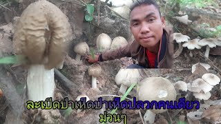 ละเบีดป่าหาเห็ดปลวก🍄🍄คนเดียวหมานๆกดดูคริบเลยพี่น้อง