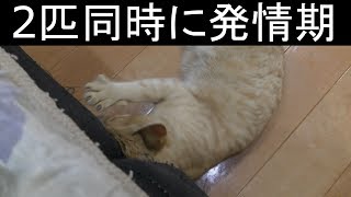 【可愛い】家猫のメスのドコモとみーちゃん、2匹同時に発情期が来たらどう対処すればいいのか…落ち着いて対処する