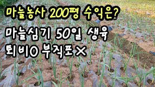 마늘 200평 수익 알아보기, 마늘심기 50일 생육, 마늘밭 부직포(x). garlic farming