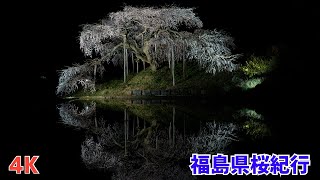 福島県中通り桜ツアー / Cherry Blossoms Tour