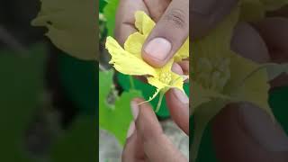 Ridge gourd hand pollination | மாடி தோட்டத்தில் பீர்க்கங்காய் வளர்ப்பு | Terrace garden | Peerkankai