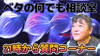 2024年10月11日ベタの何でも相談室