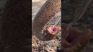 How elephants drinks water | Majestic Elephants Quench Their Thirst #wildlife #elephant #wildanimals