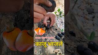 अस्सल कोकणी पद्धतीत काजू भाजले 😍 | #malvani #kokan #malvani_minivlog #manohar_chavan #viral