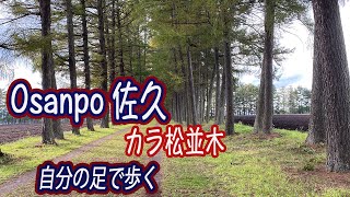 [ お散歩 ] カラ松並木 佐久の牧場 Trip in Nagano