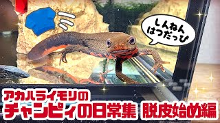 アカハライモリのチャンピィの日常集 脱皮始め編！ #ゆっくりアカハライモリ日記 111